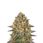 BANANA PUNCH FEMINIZED SEEDS