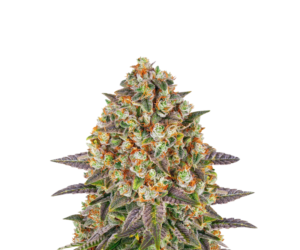 BANANA PUNCH FEMINIZED SEEDS