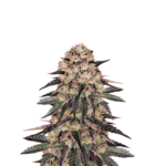 BISCOTTI MINTZ FEMINIZED SEEDS