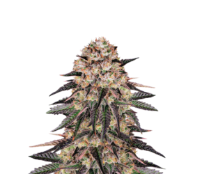 BISCOTTI MINTZ FEMINIZED SEEDS