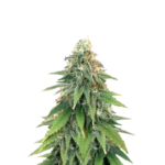 GODZILLA ORIGINAL GLUE GG#4