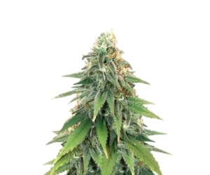 GODZILLA ORIGINAL GLUE GG#4