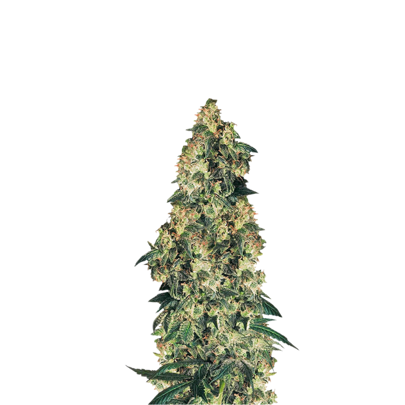 NORTHERN LIGHTS FEMINIZED SEEDS