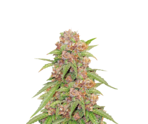 GODZILLA COOKIES AUTO FEMINIZED SEEDS