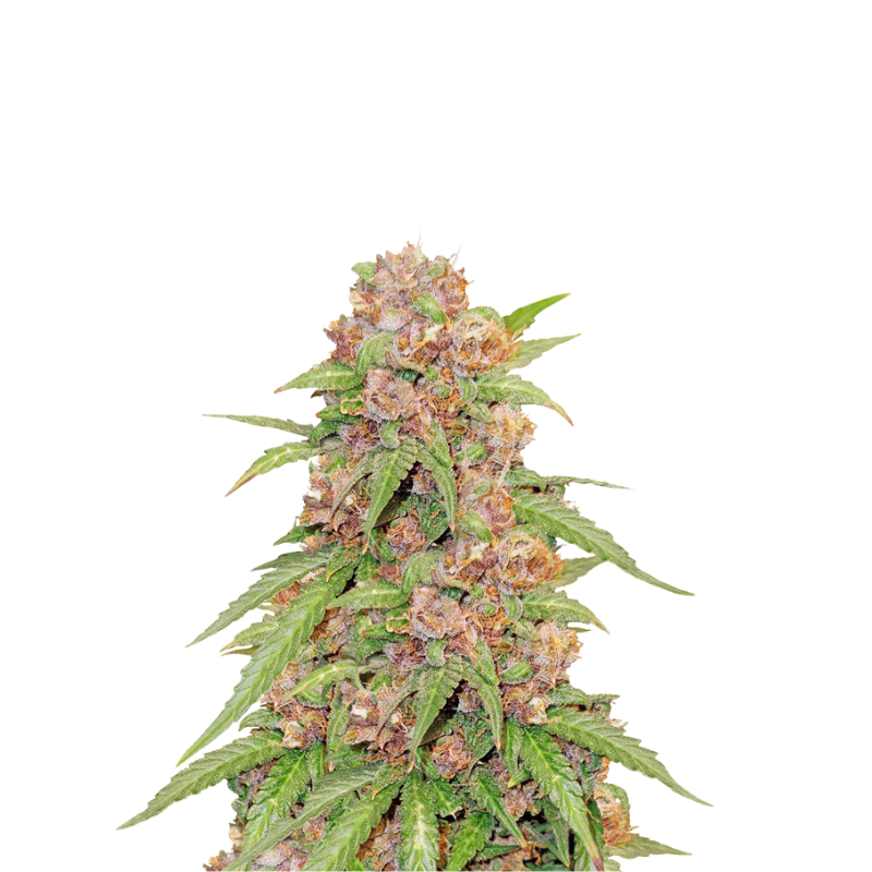 GODZILLA COOKIES AUTO FEMINIZED SEEDS