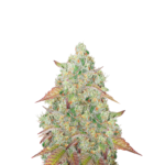 GRANDMOMMY PURPLE FEMINIZED SEEDS