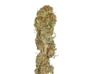 GODZILLA COOKIES AUTO FEMINIZED SEEDS
