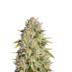 GG#4 ORIGINAL GLUE FEMINIZED SEEDS