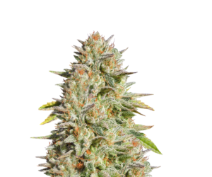 GG#4 ORIGINAL GLUE FEMINIZED SEEDS