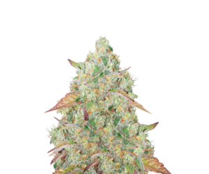 GRANDMOMMY PURPLE FEMINIZED SEEDS