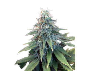 GG#4 ORIGINAL GLUE FEMINIZED SEEDS
