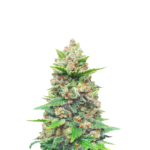STRAWBERRY GORILLA AUTO FEMINIZED SEEDS