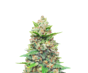 STRAWBERRY GORILLA AUTO FEMINIZED SEEDS