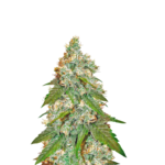 https://dopema.com/product/jack-herer-feminized-seeds/