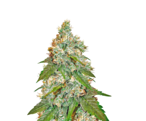 https://dopema.com/product/jack-herer-feminized-seeds/