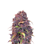 PURPLE LEMONADE AUTO FEMINIZED SEEDS (FAST BUDS)