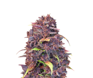 PURPLE LEMONADE AUTO FEMINIZED SEEDS (FAST BUDS)