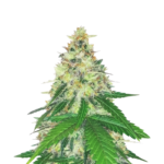 APPLE BETTY FEMINIZED SEEDS