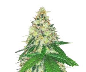 APPLE BETTY FEMINIZED SEEDS