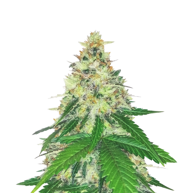 APPLE BETTY FEMINIZED SEEDS