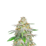 BANANA SHERBET FEMINIZED SEEDS