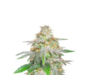 BANANA SHERBET FEMINIZED SEEDS