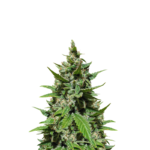 GELATO AUTO FEMINIZED SEEDS FROM HERBIES SEEDS