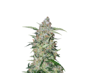 GIRL SCOUT COOKIES FEMINIZED SEEDS (GARDEN OF GREEN)