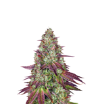 MIMOSA EVO FEMINIZED SEEDS (