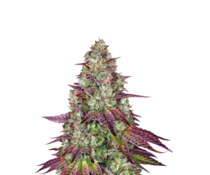 MIMOSA EVO FEMINIZED SEEDS (