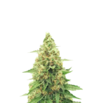 RUNTZ GUM FEMINIZED SEEDS