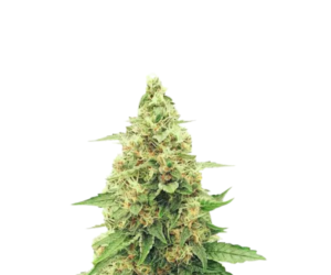 RUNTZ GUM FEMINIZED SEEDS