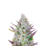 WEDDING GLUE AUTO FEMINIZED SEEDS