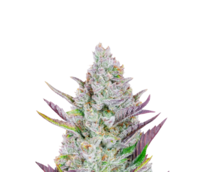 WEDDING GLUE AUTO FEMINIZED SEEDS